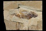 Cretaceous Fossil Fish (Pateroperca) - Lebanon #147225-1